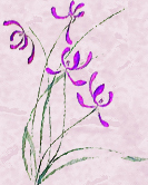 orchidsleft